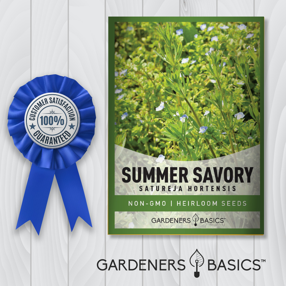 Summer Savory Seeds