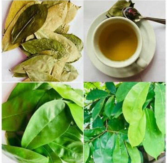 2 oz Soursop Leaves for Tea Lovers, Dried Graviola Leaves, Annona Muricata Leave