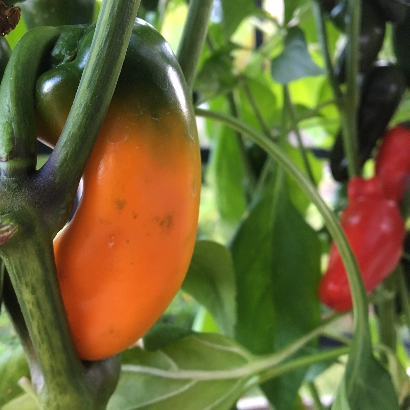 10+ Mini Sweet Red, Orange, Yellow Mixed Pepper seeds (chili, chile)