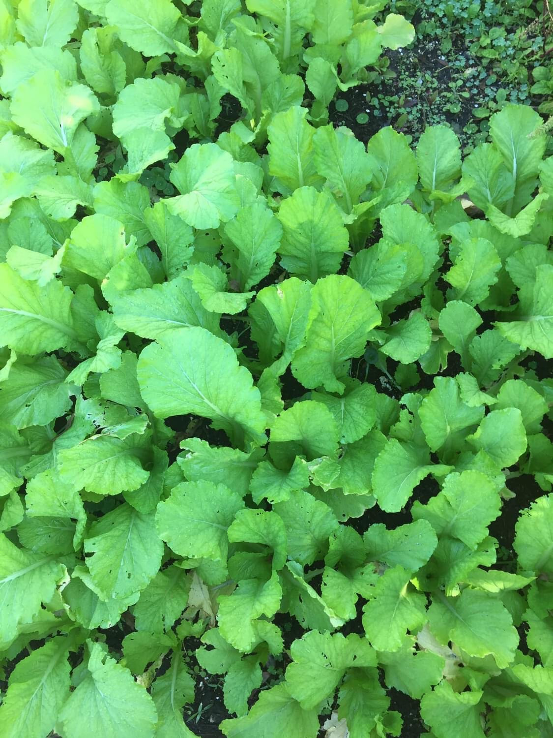 300+ PCS GREEN MUSTARD SEEDS, HẠT CẢI BẸ XANH | HIGH GERMINATION |