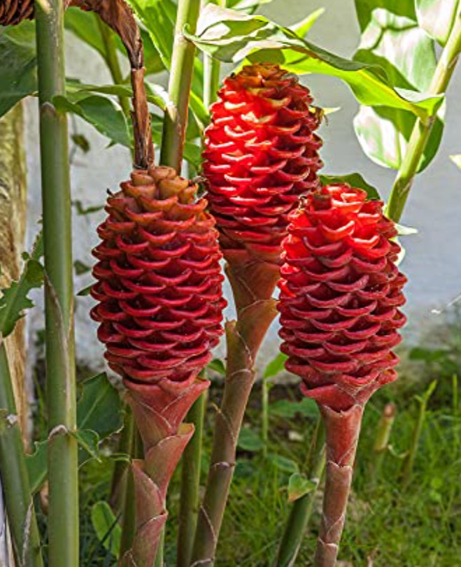 Set 5 Shampoo Ginger Root – Tropical Plant for Natural Hair Care and Ornamental