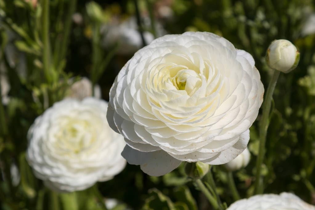 6 Mixed Color Ranunculus Bulbs for Planting, Assorted Pastel Double Buttercup…