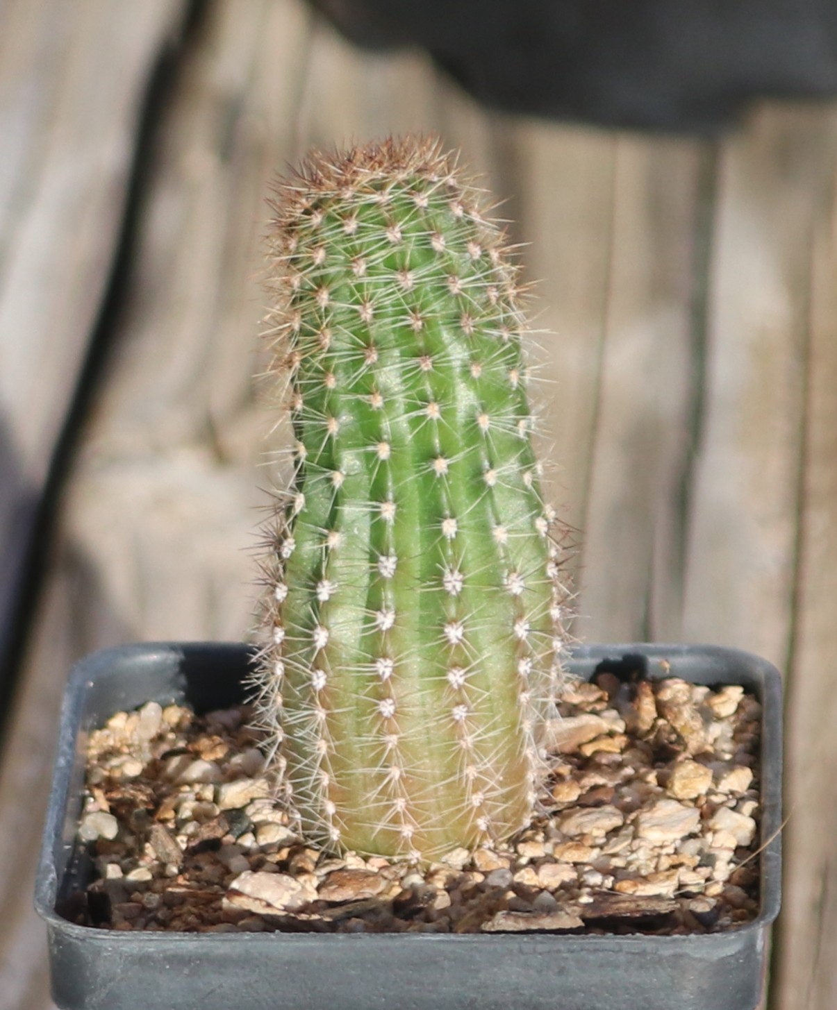 Echinopsis hybrid ‘Spring Blush’