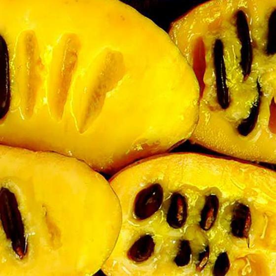 Delicious Pawpaws. 10 Seeds. Start with the Best. Asimina triloba. Free Ship.