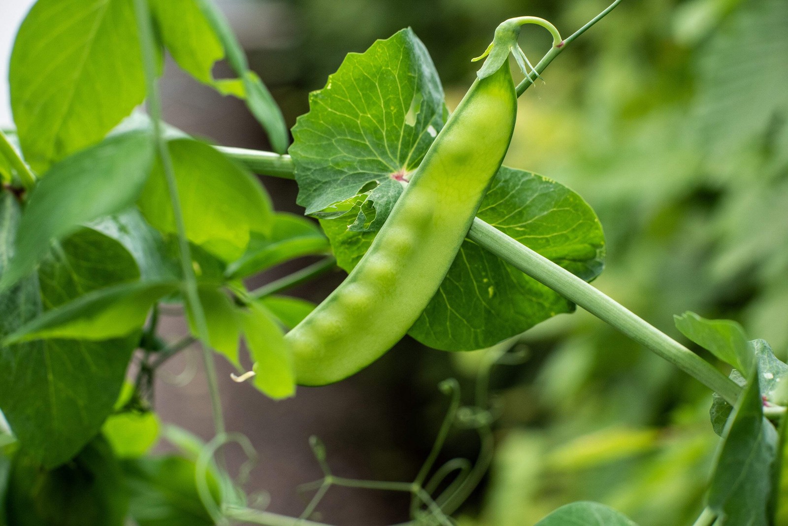50 SNOW PEA Pisum Sativum Vegetable Seeds