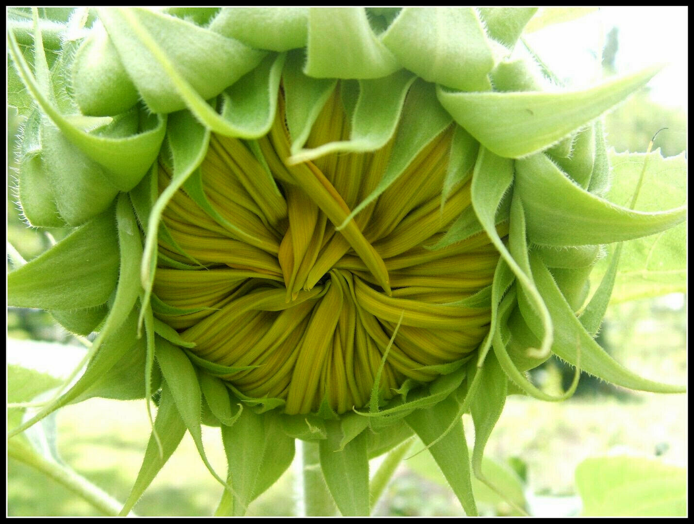 60+ Mammoth Russian Grey Stripe Sunflower Seeds “Brooklyn Botanical Garden Club”
