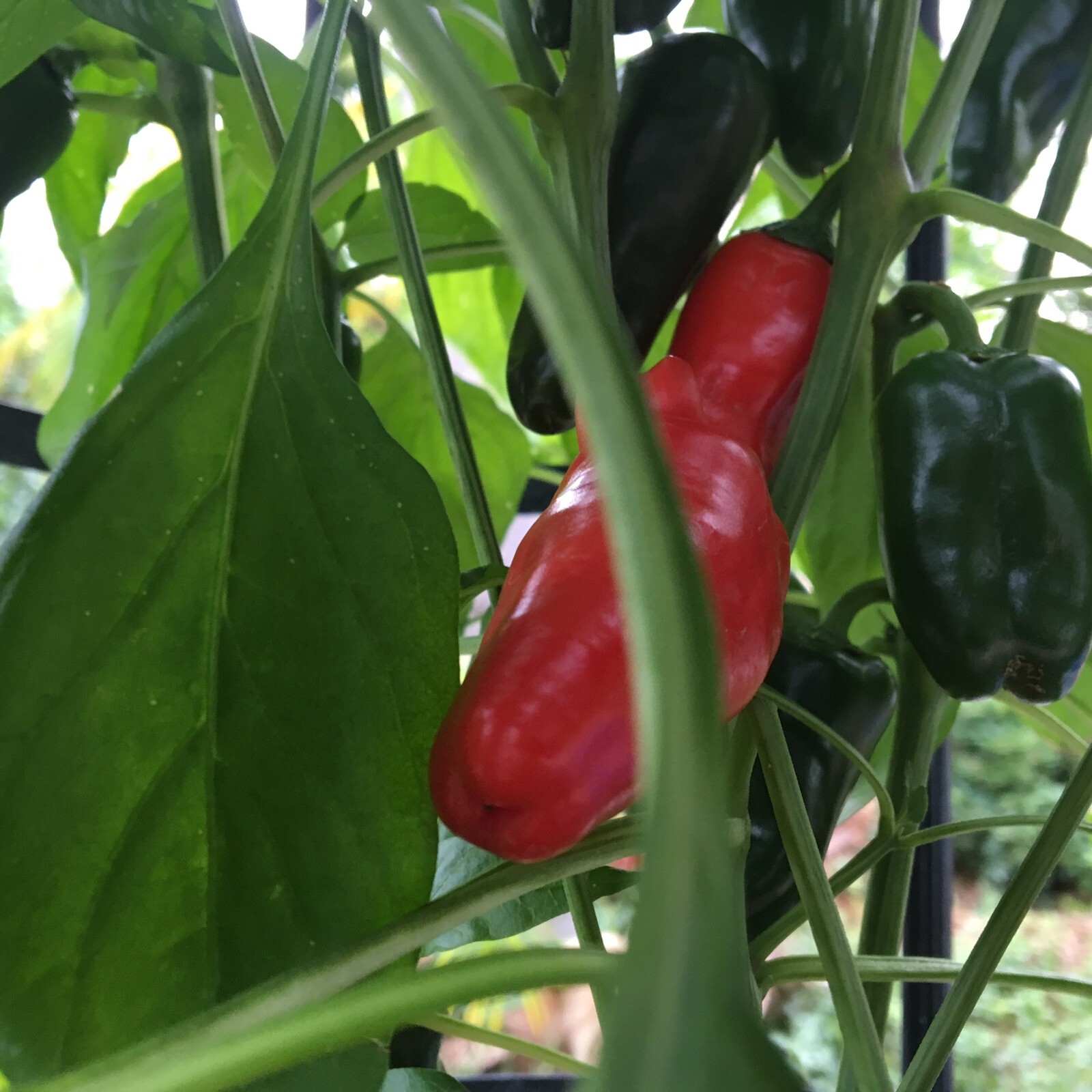 10+ Mini Sweet Red, Orange, Yellow Mixed Pepper seeds (chili, chile)