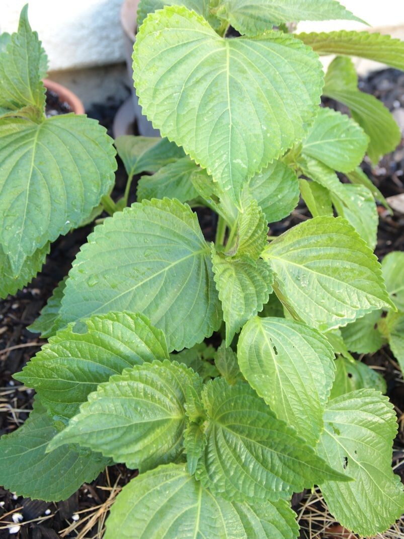 (250+ pcs)KOREAN SHISO HERD SEEDS (PERILLA), RAU MÈ HÀN QUỐC, 들깨 깻잎, 朝鮮紫蘇 シソ