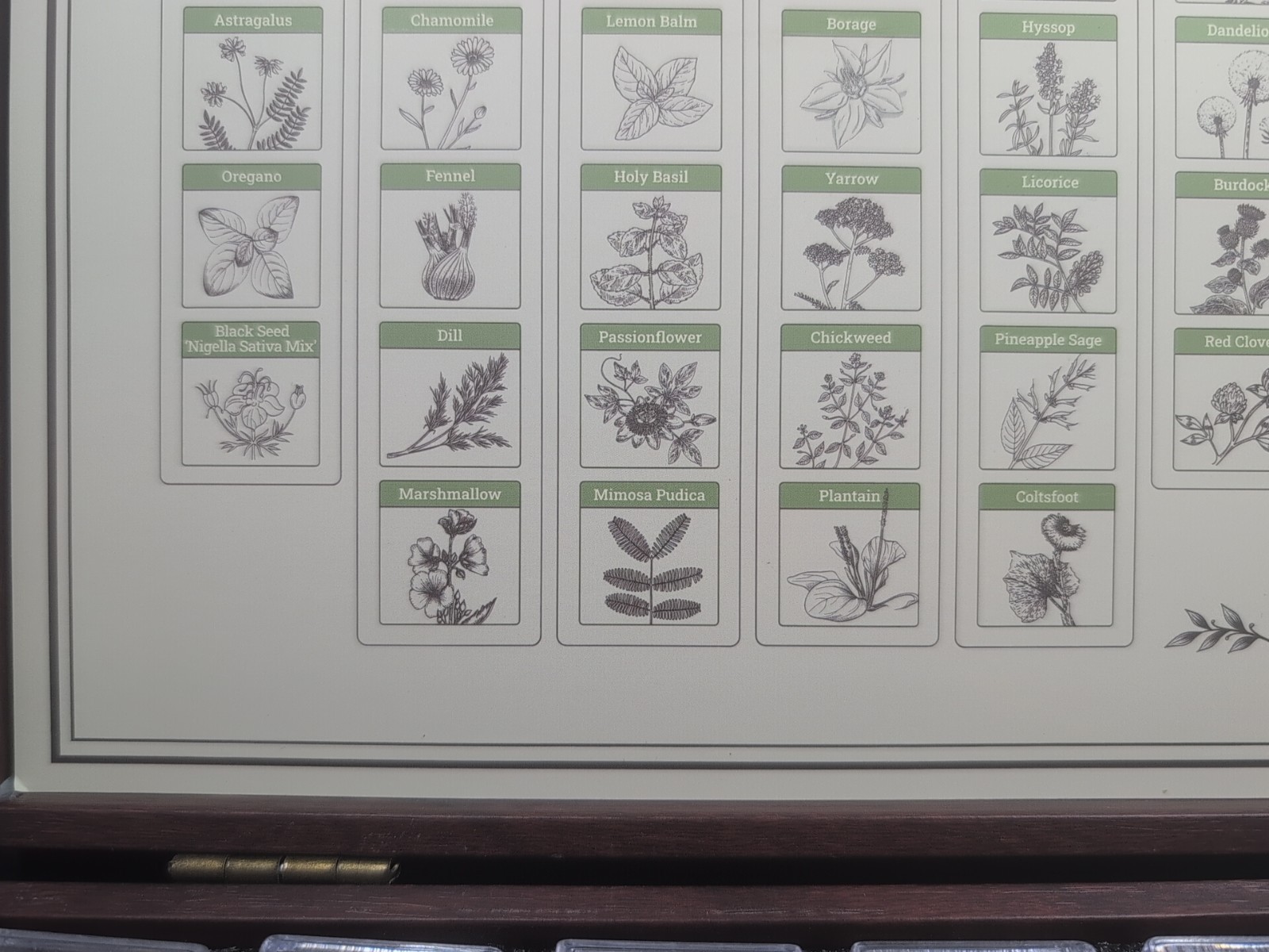 Medicinal Herb Seed Chest 36 000+ Non GMO Survival Kit Lush&Dew Ancestral Gifts