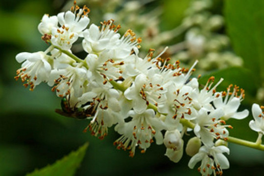 Mountain Pepper Bush {Clethra acuminata} 30+ seeds Free Shipping!