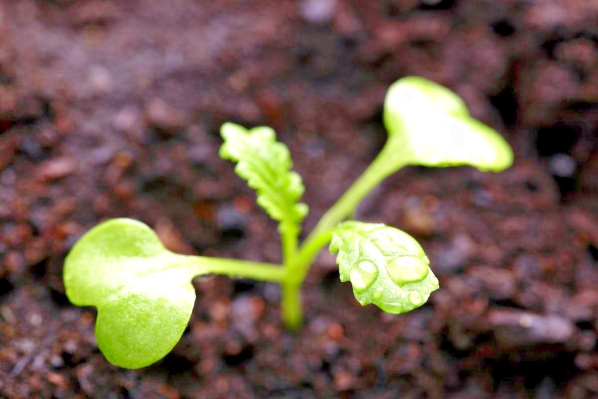 600+Florida Broadleaf MUSTARD GREENS Seeds Organic Spring Fall Garden Container