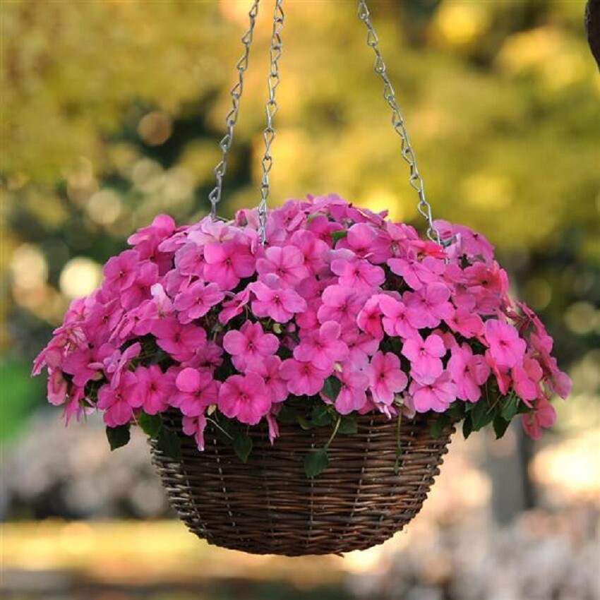 50 Impatiens Seeds Super Elfin XP Rose Flower Seeds Impatiens Seeds