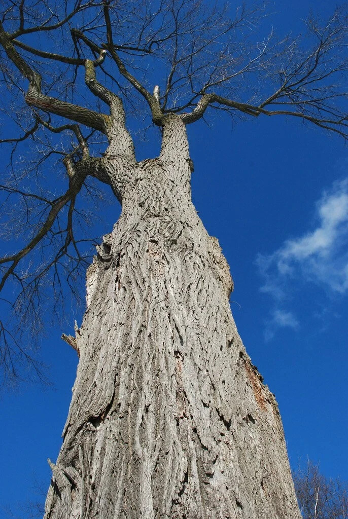 American Elm (Ulmus americana) 3-4 ft tall sent Dormant bare root