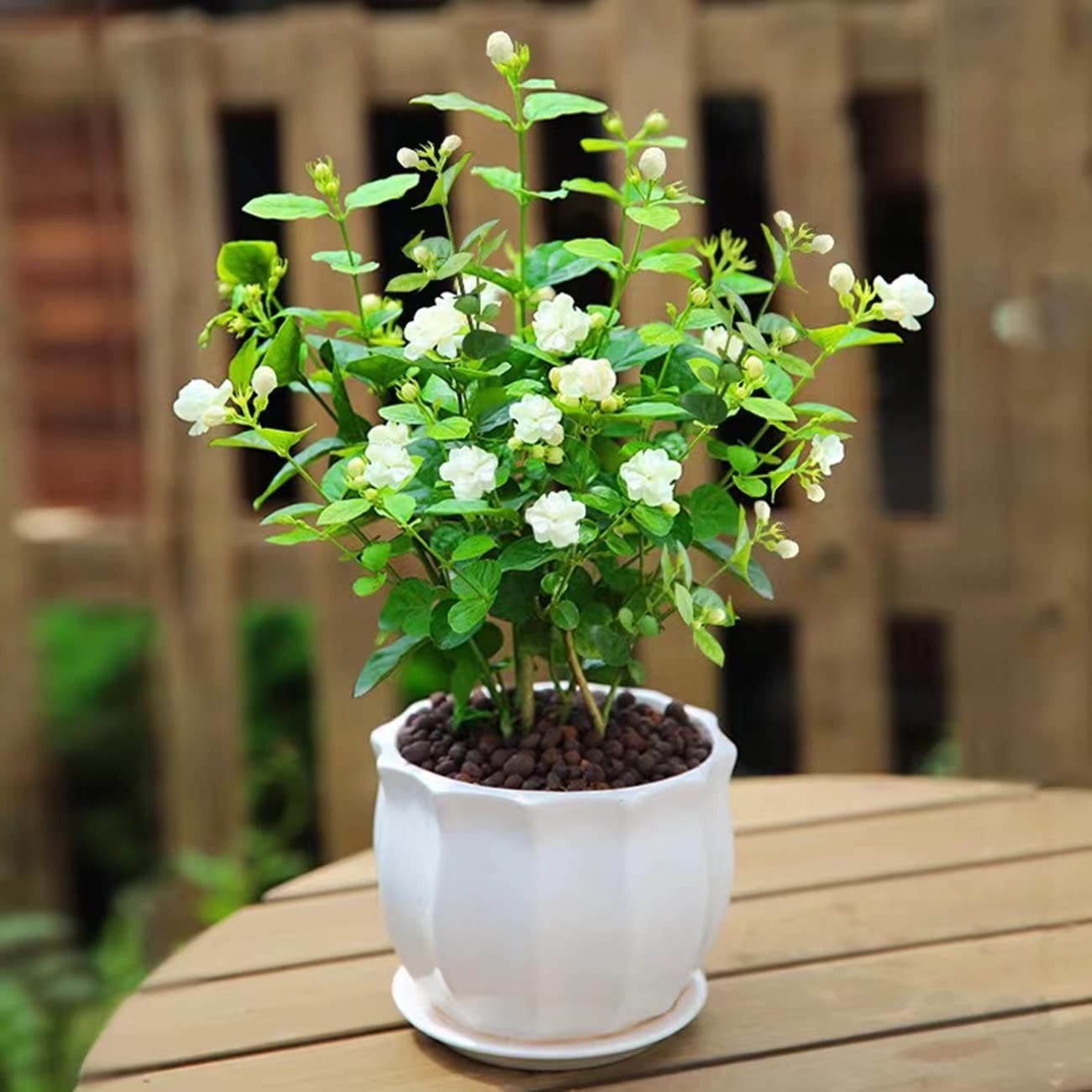 100+ Climbing Jasmine Flower Seeds Fragrant Plant for Planting Garden Home F…