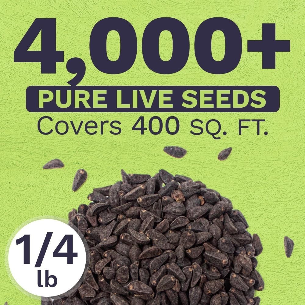 Bulk 1/4 Pound Morning Glory Seeds – Heavenly Blue Flowers with 4000+ Seeds