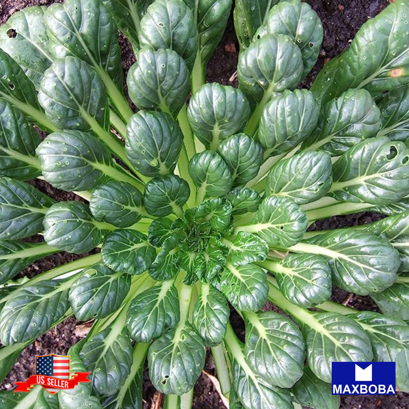 Mustard Sprouting 4000+ Seeds Tatsoi Heirloom Vegetable Non-GMO