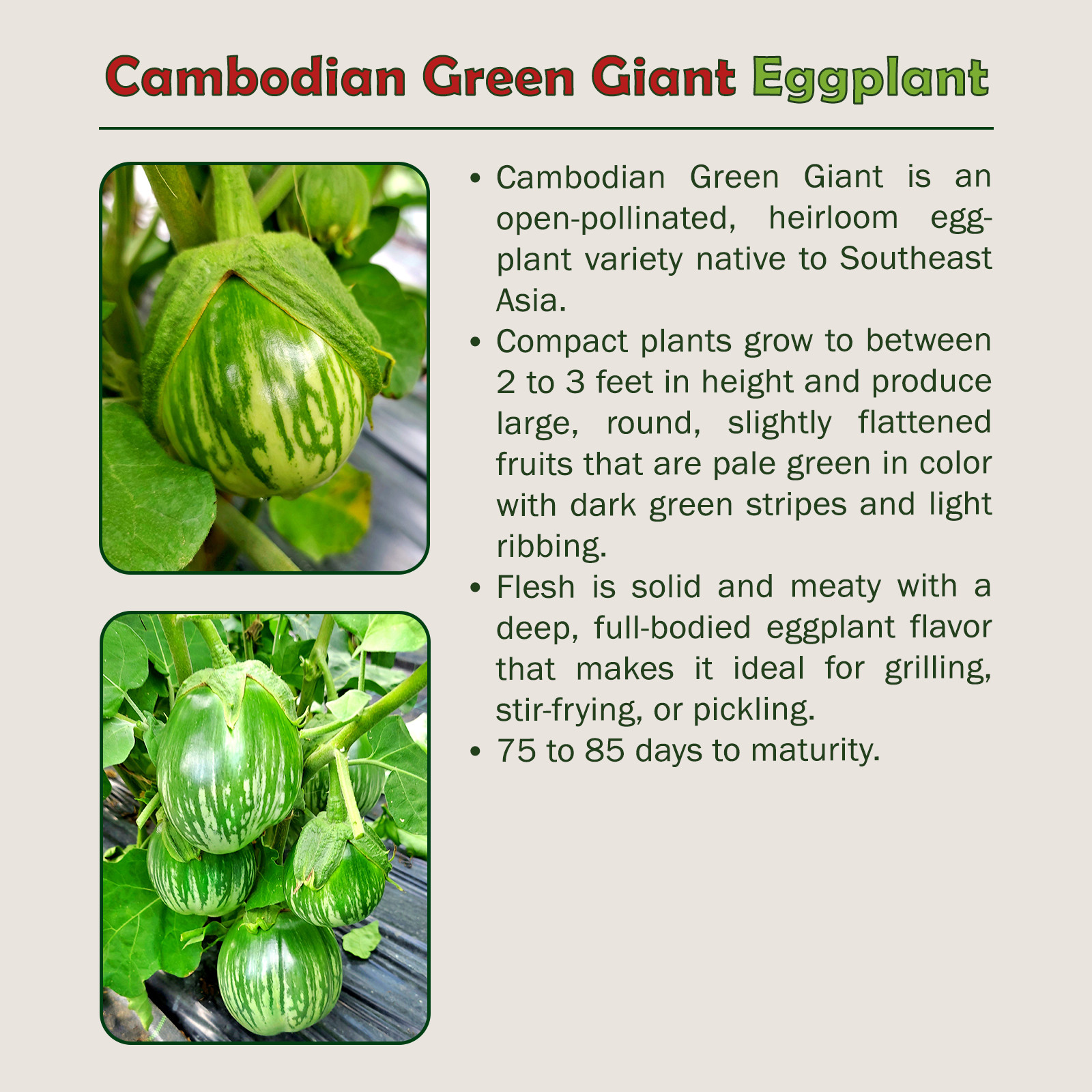 20 Cambodian Green Giant Eggplant Seeds, Solanum melongena, Non-GMO, Genuine USA