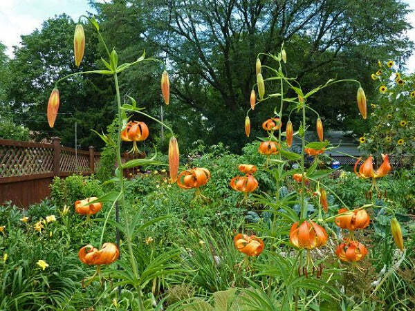 Lilium michiganense | Turk’s Cap Lily | Michigan Lily | 10 Seeds