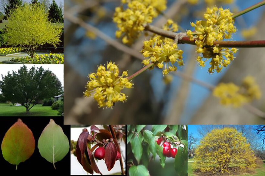 Cornelian Cherry Dogwood, Cornus mas, Tree Seeds