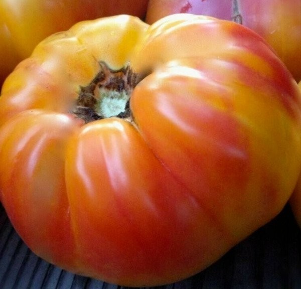 BIG RAINBOW TOMATO SEEDS 100+ beefsteak INDETERMINATE vegetable GARDEN FREE SHIP