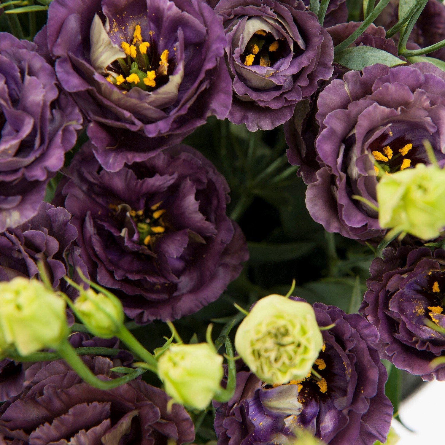 Lisianthus Seeds Rosanne Black Pearl 25 Pelleted Seeds Cut Flower Seeds