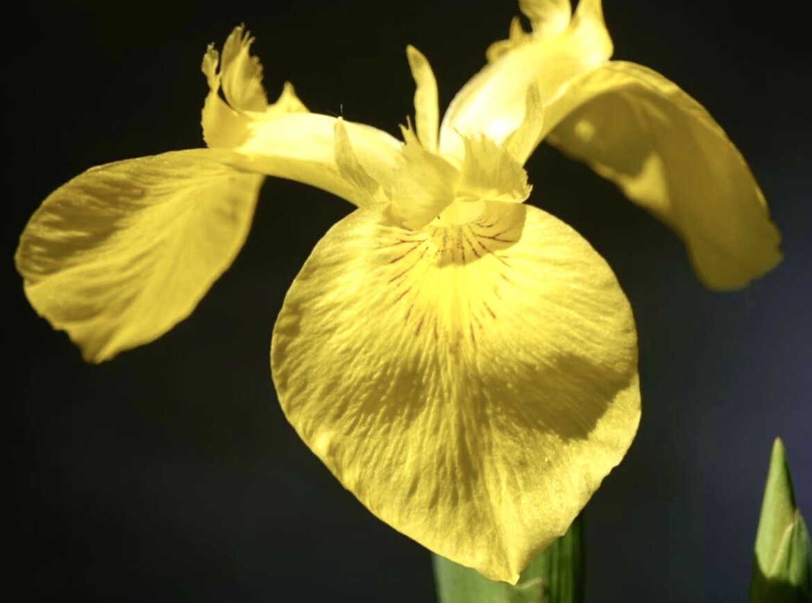 Yellow Flag Iris, Water Iris, Iris Pseudacorus – 30 Seeds 2024 – USA