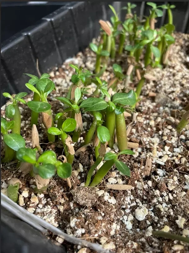 100 Mixed Color Adenium Obesum Seeds – Vibrant Desert Rose Bonsai Flower