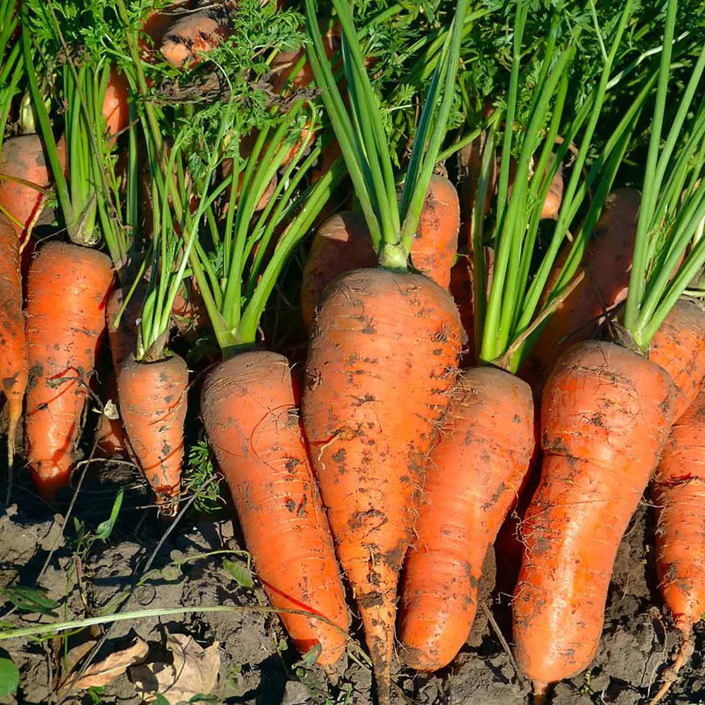 Chantenay Red Cored Carrot Seeds | Non GMO Growing Planting Root Vegetable 2024