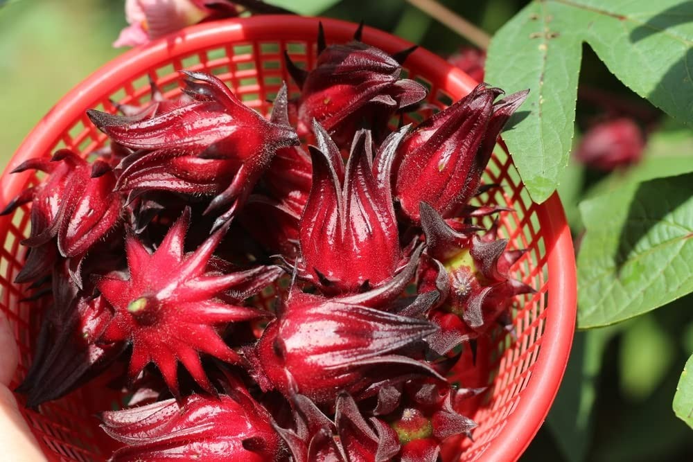 Roselle ‘Jamaica Sorrel’ Asian Sour Leaf (Hibiscus)Seeds 🌺 20 Seeds