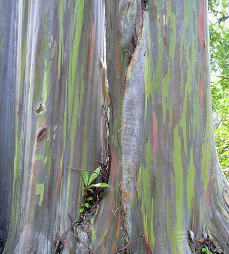 Eucalyptus deglupta | Rainbow Eucalyptus | 20 Seeds