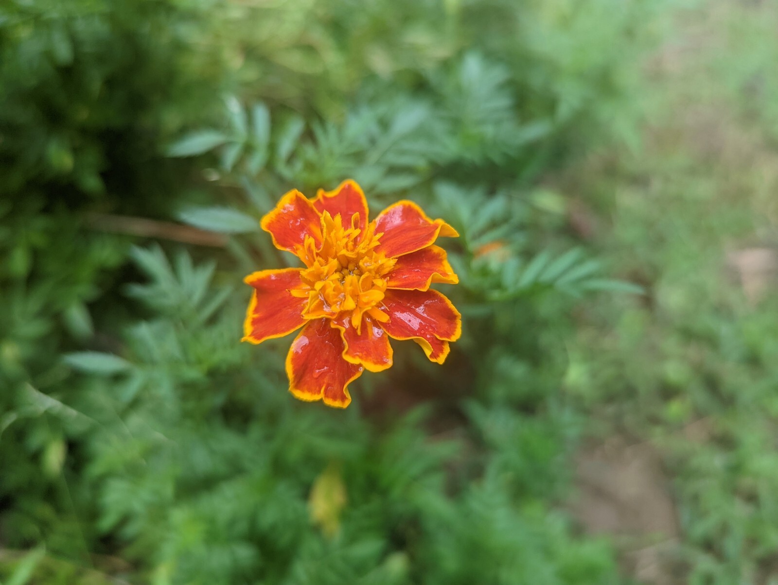 marigold flowers seeds USA 100 seeds per package