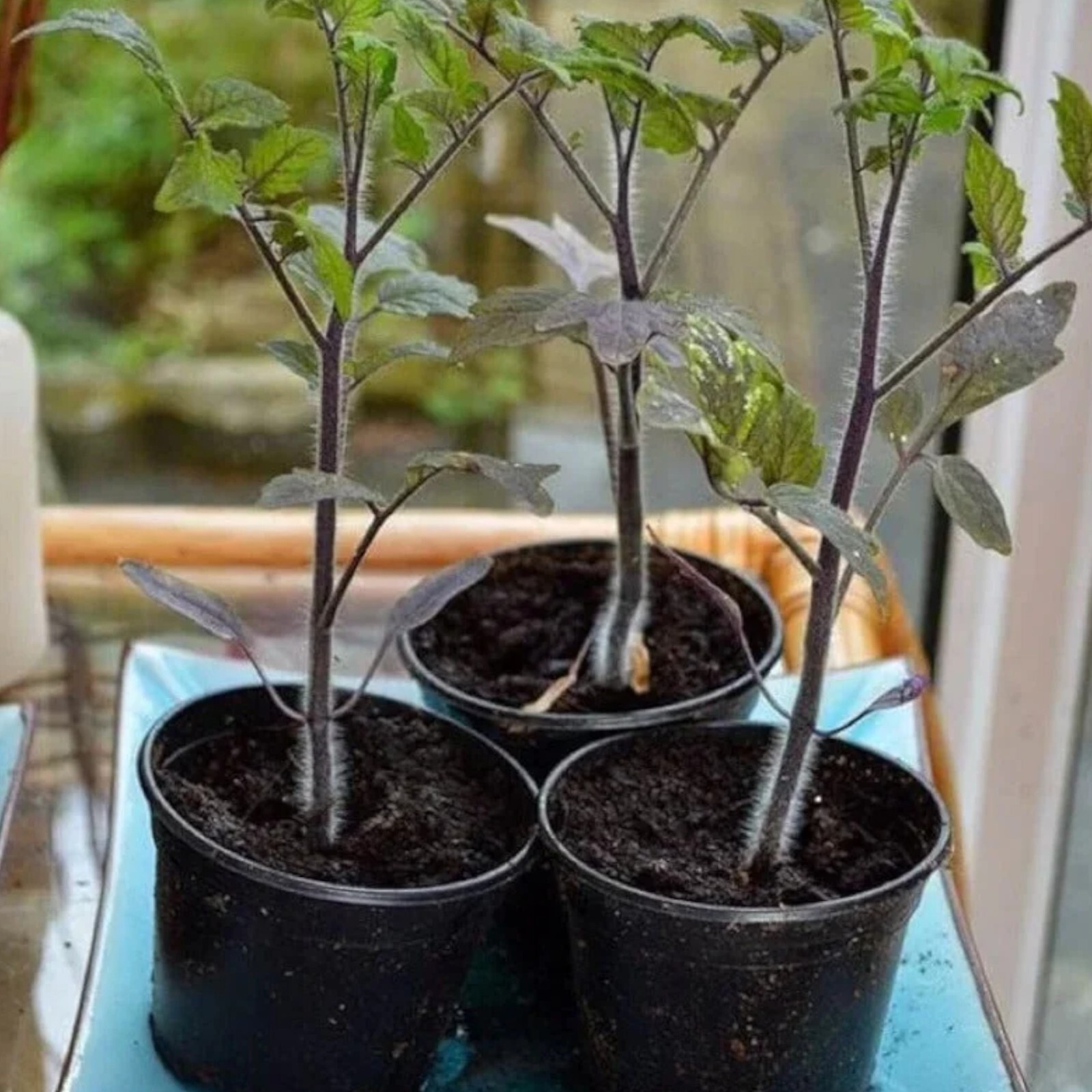 100pcs European Black Cherry Tomato Seeds – Heirloom, Non-GMO, Rich Flavor