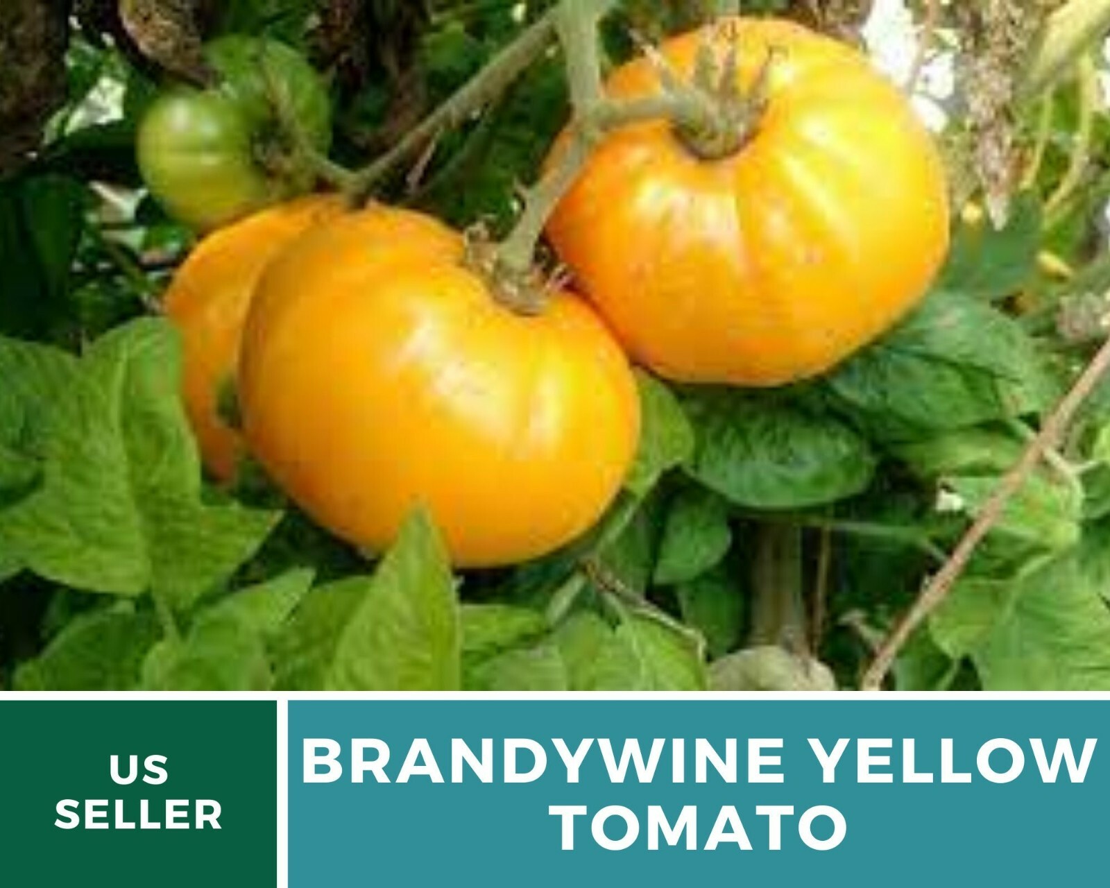 Tomato, Brandywine Yellow – Heirloom Seeds – NonGMO (Solanum lycopersicum)