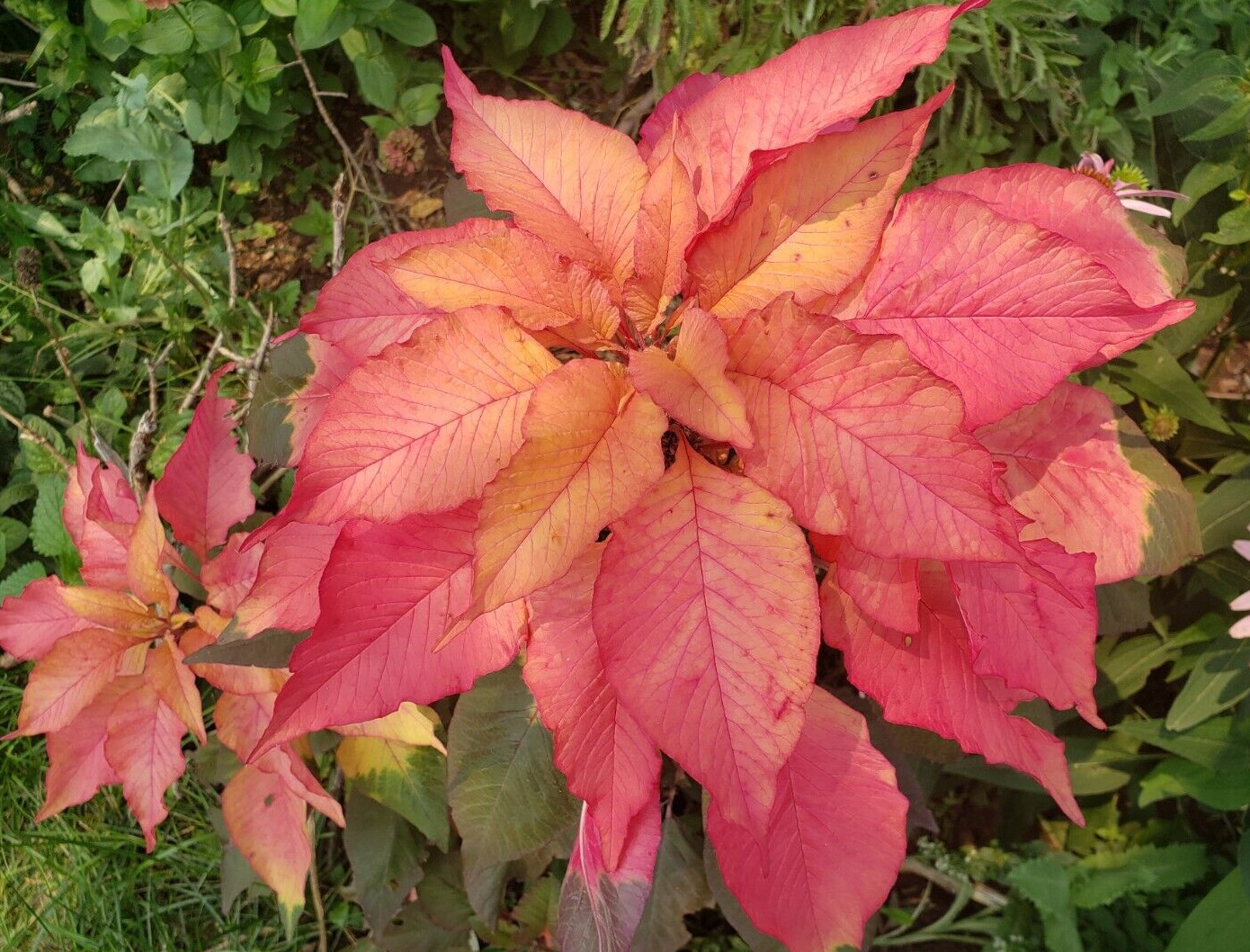 Josephs Coat – Amaranthus Tricolor (100 seeds) – Unique with amazing colors!