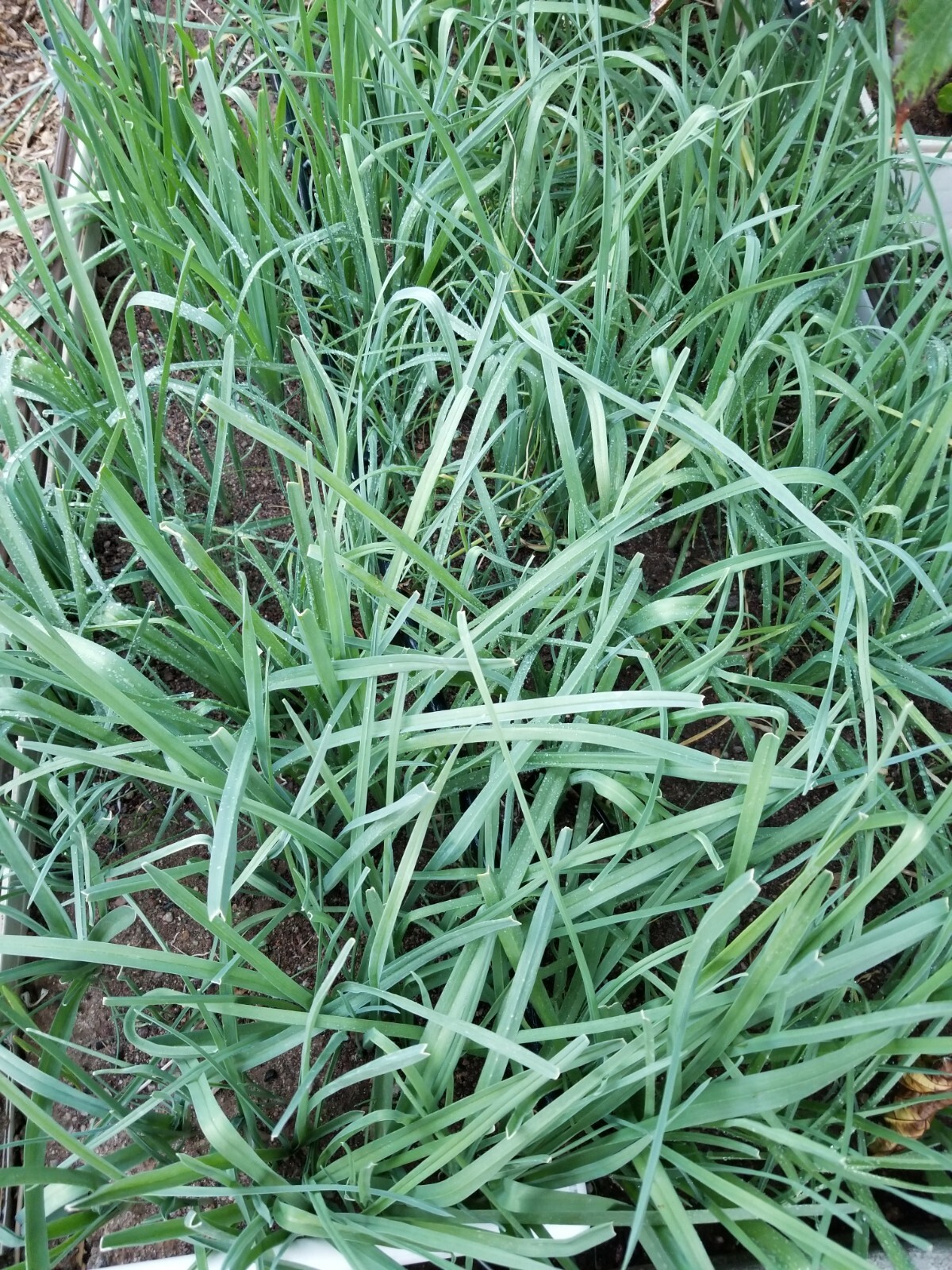 200+Organic Seeds of Persian Leek “تره Tareh” , گندنه Chinese Jiu cai 韭菜 Chives