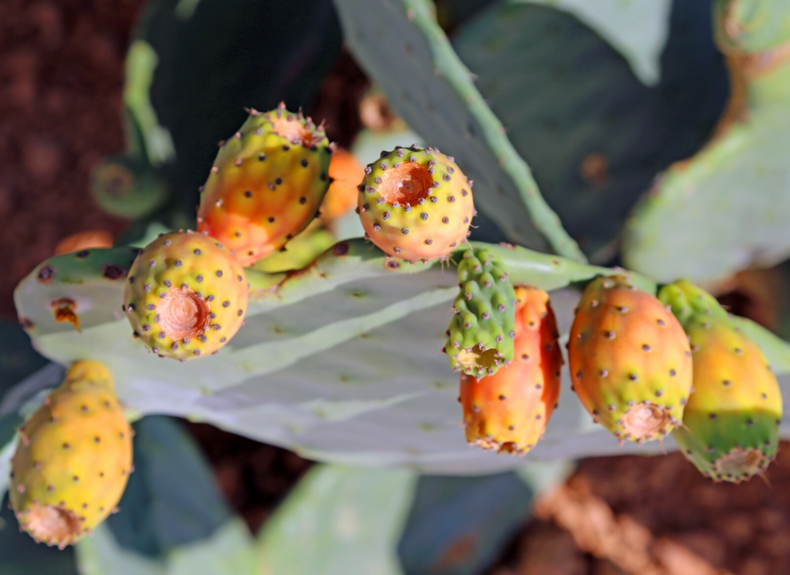 Cactus Pear {Opuntia ficus-indica} 10 seeds Free Shipping! US seller