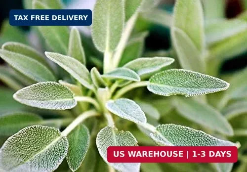 1000 Mixed Herb Seeds Heirloom Non GMO 12 Varieties This is a Mix, Thyme Oregano