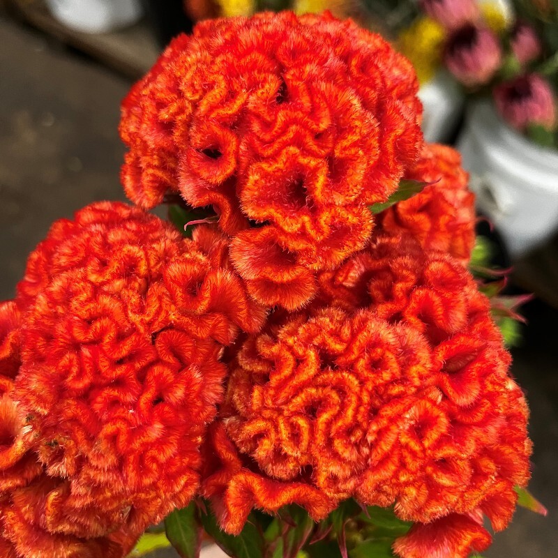 Bright Orange Brain Celosia – 50 Seeds – 4 ft tall – Comb. S/H