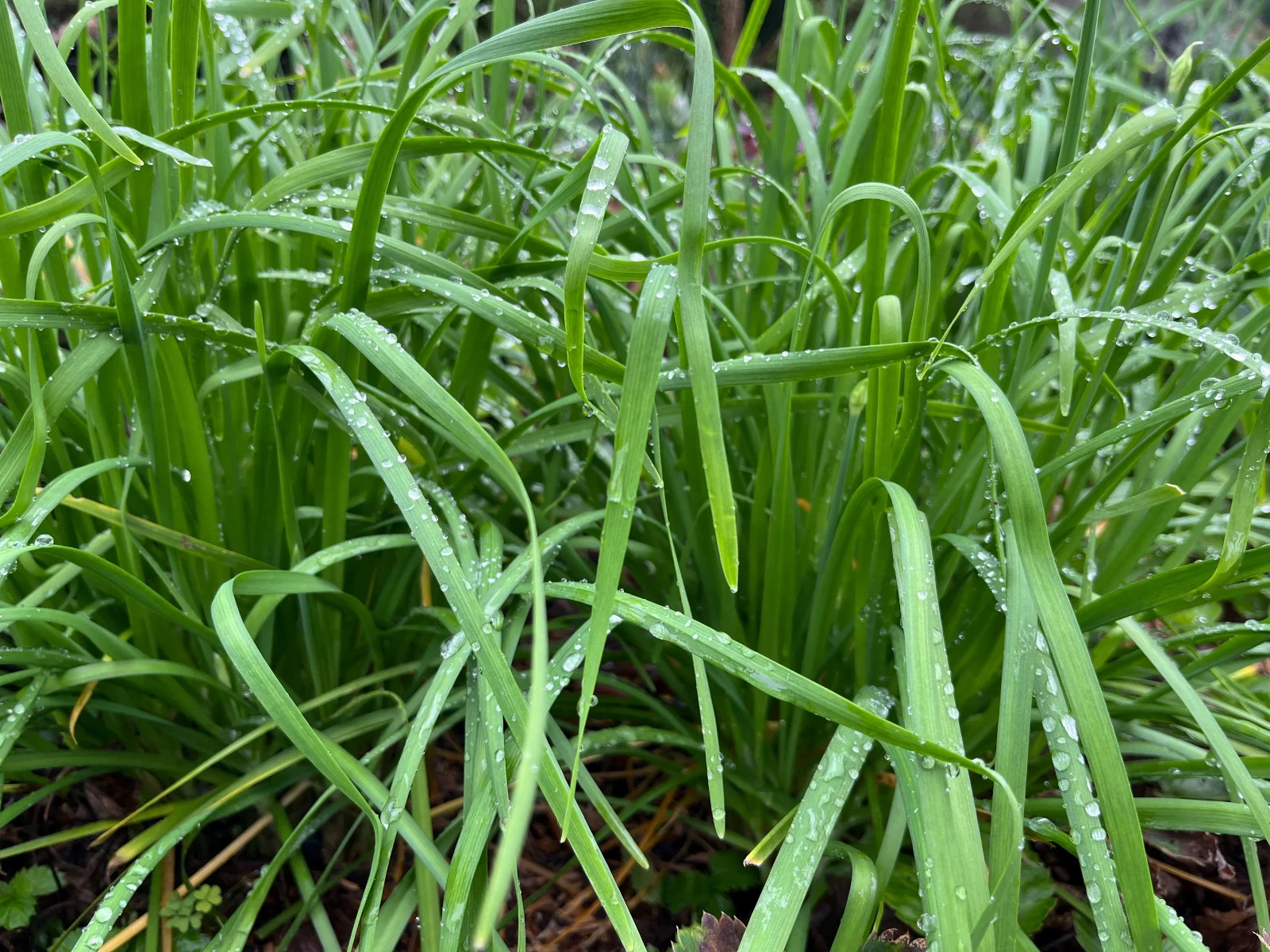 Garlic Chives Live Starter Plant for Culinary, Pollinator & Ornamental Garden