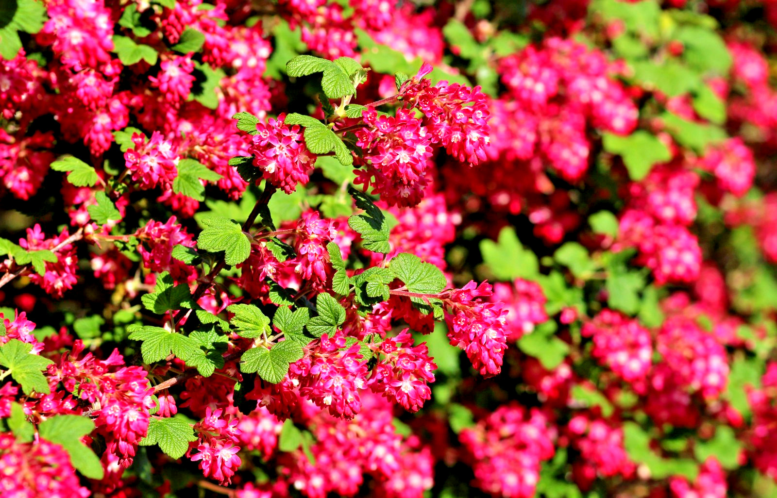 red flowering currant 500 seeds, tasty edible berries ribes sanguineum