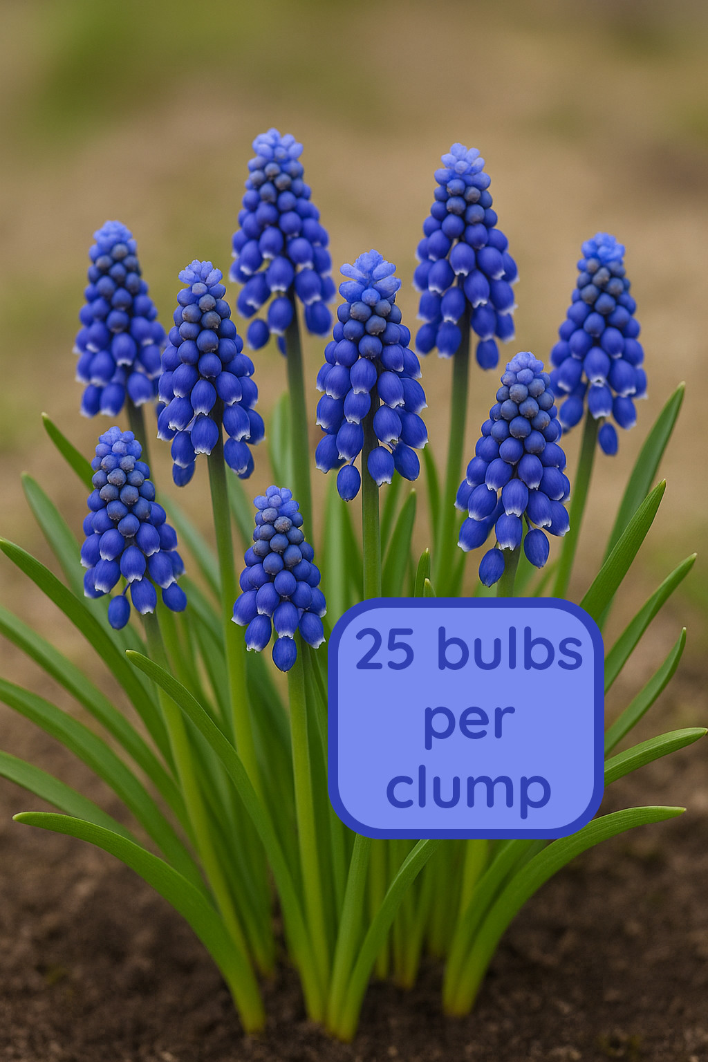 Grape Hyacinth (Muscari) Bulbs (Sprouting Clump)