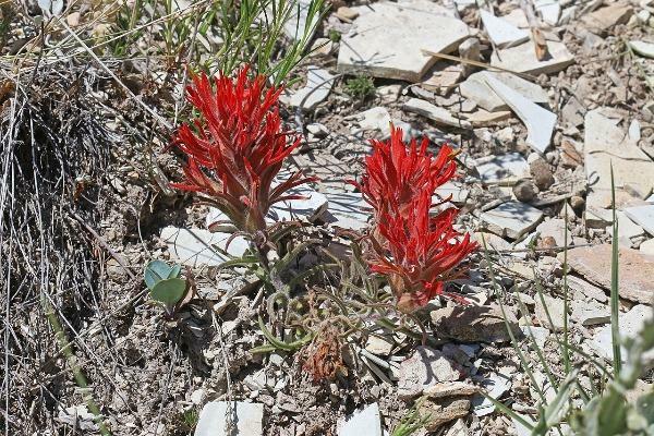 Castilleja scabrida | Rough Indian Paintbrush | 10 Seeds