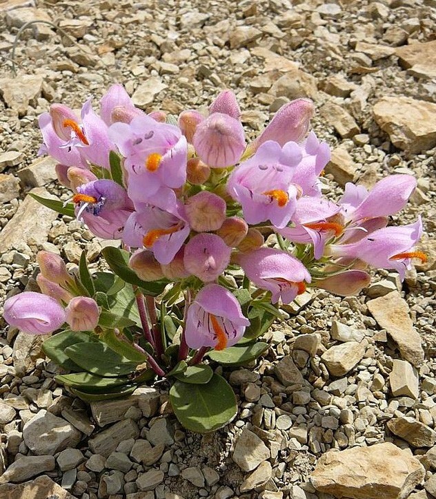 Penstemon grahamii | Graham’s Penstemon | 5 Seeds