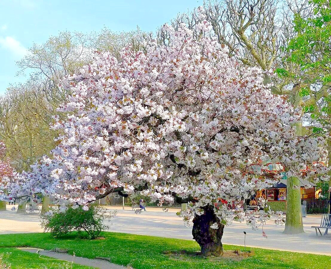 Japanese Cherry Tree | Premium Seeds | Prunus serrulata Spontanea Fall | Plants’