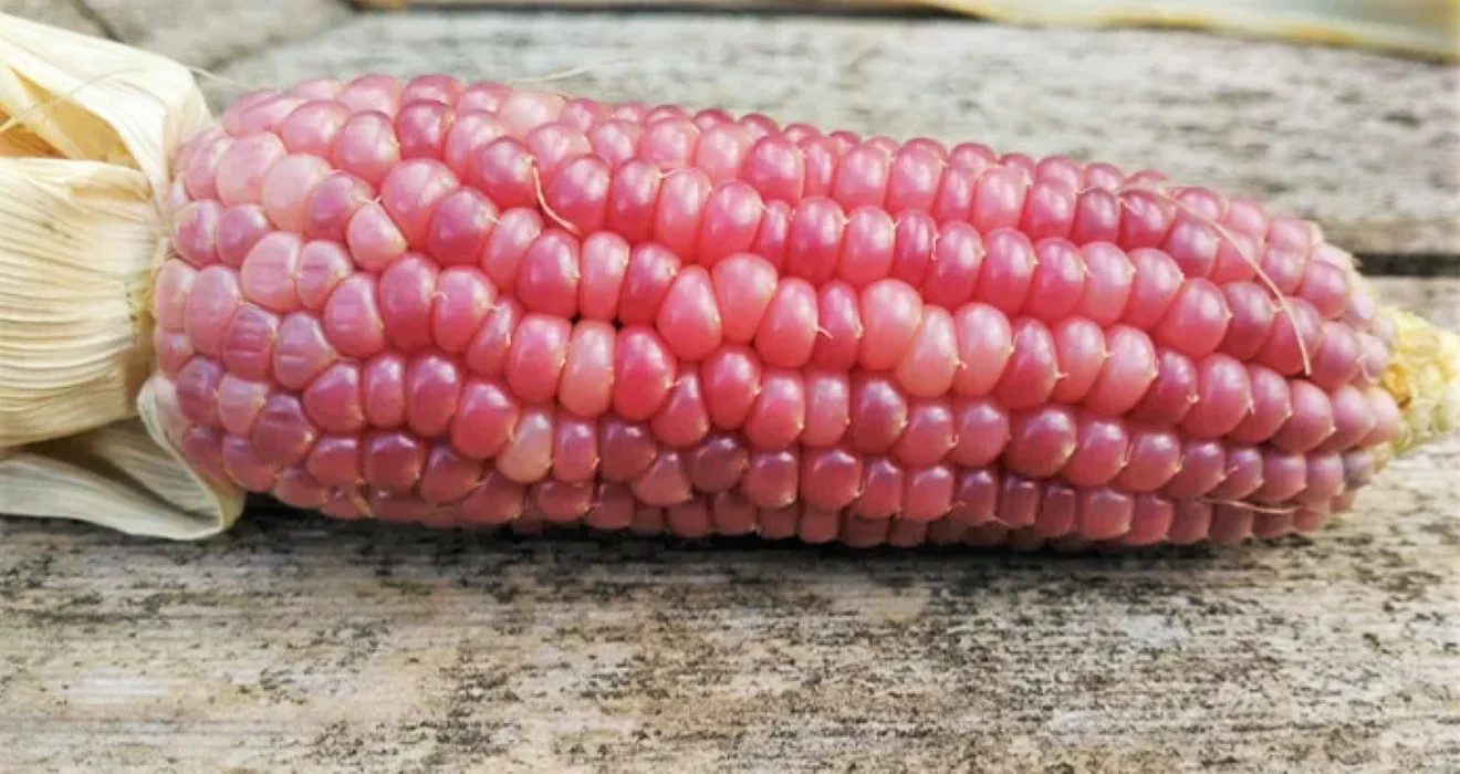 Pink Glass Gem Ornamental Corn Seeds | Neon Early Pink Pearl Popcorn Seed 2024