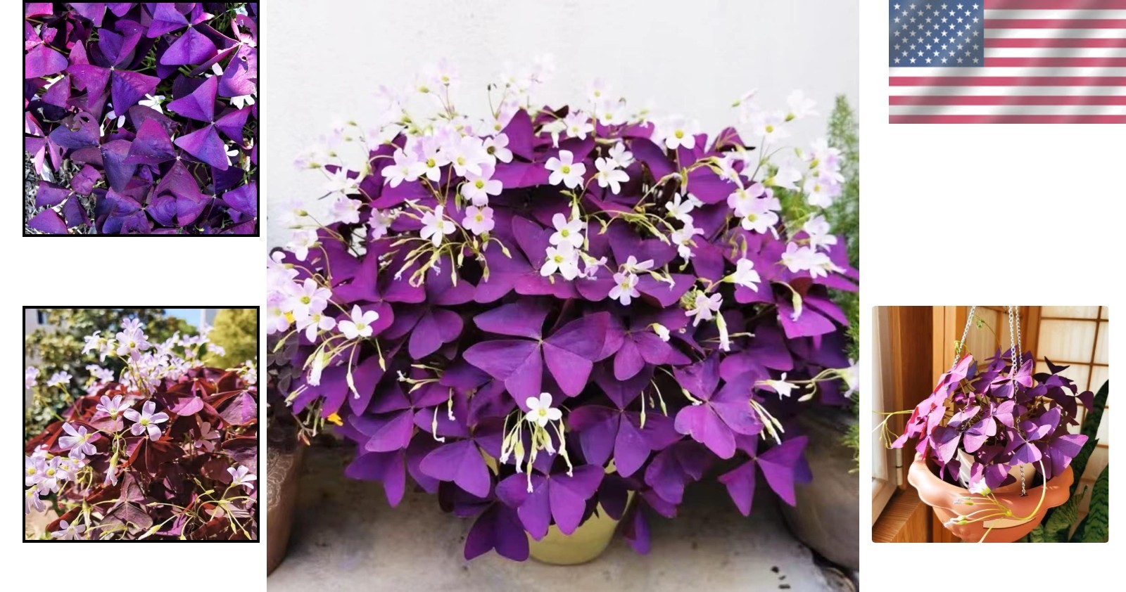 Oxalis Triangularis – 12+ Healthy Purple Shamrock Flower Bulbs for Easy Planting