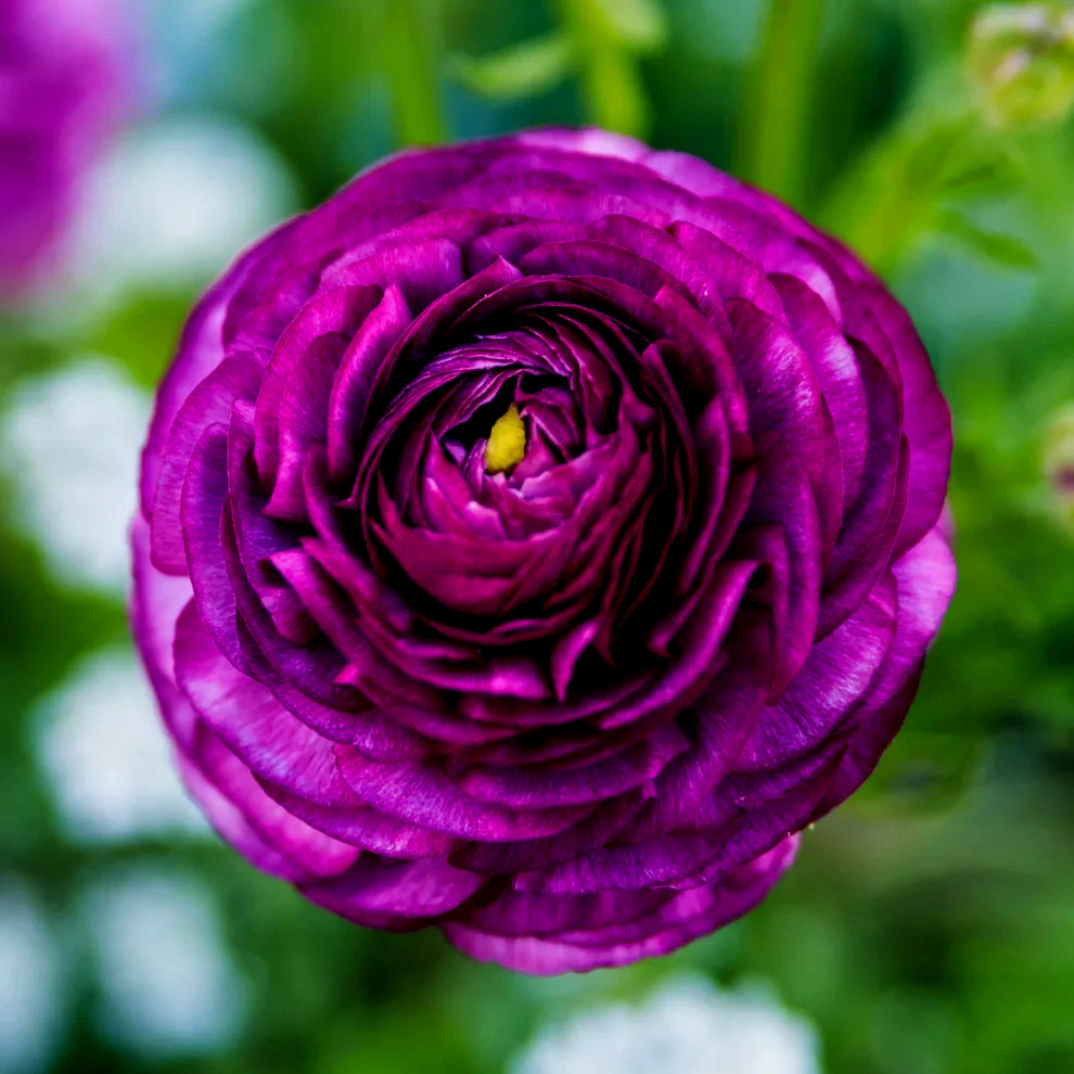 Purple Ranunculus Flowers 14 Bulbs Peony Rose Corms Wedding Flower Garden Plants