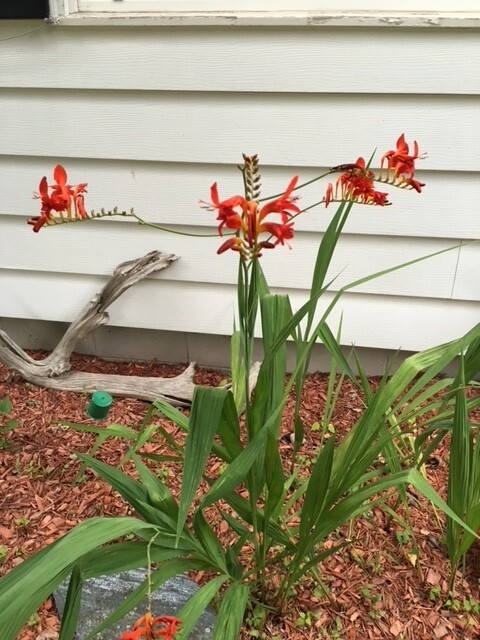 LUCIFER CROCOSMIA SEEDS packed 30