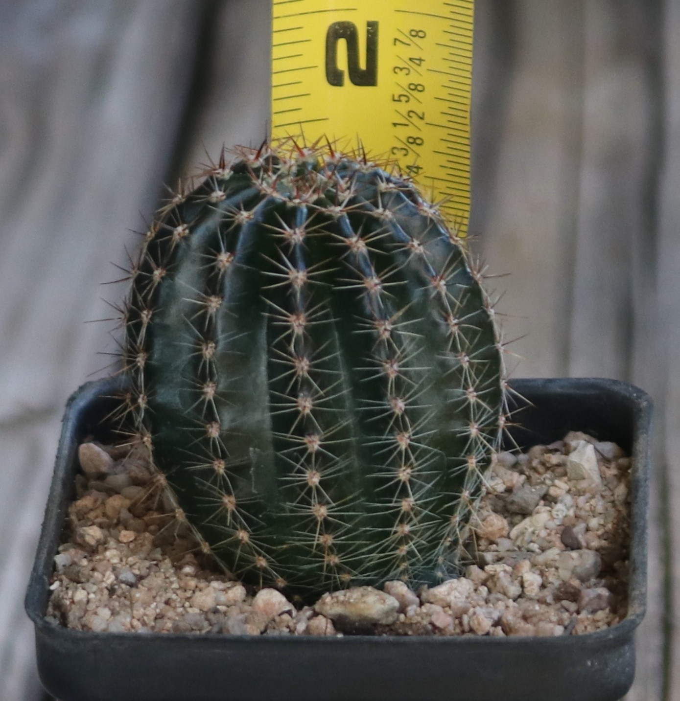 Schick hybrid ‘Flattycake’