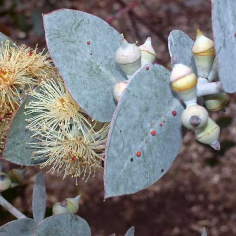 Eucalyptus Pulverulenta aka Silver Mountain Gum Tree 10 Seeds Free Shipping!